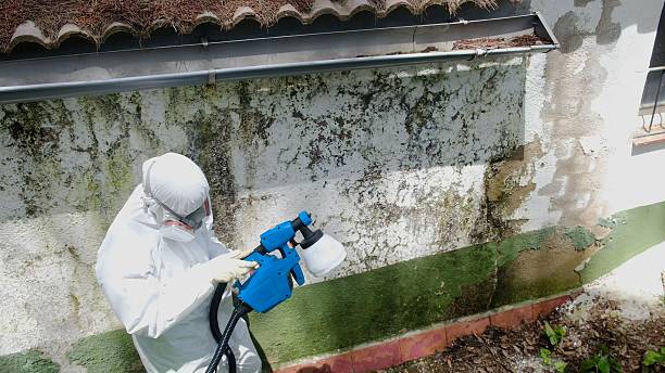 Top rated local Mold Cleanup specialists in Media, PA